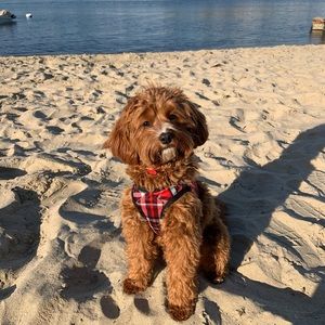 Meet your Posher, Taylor